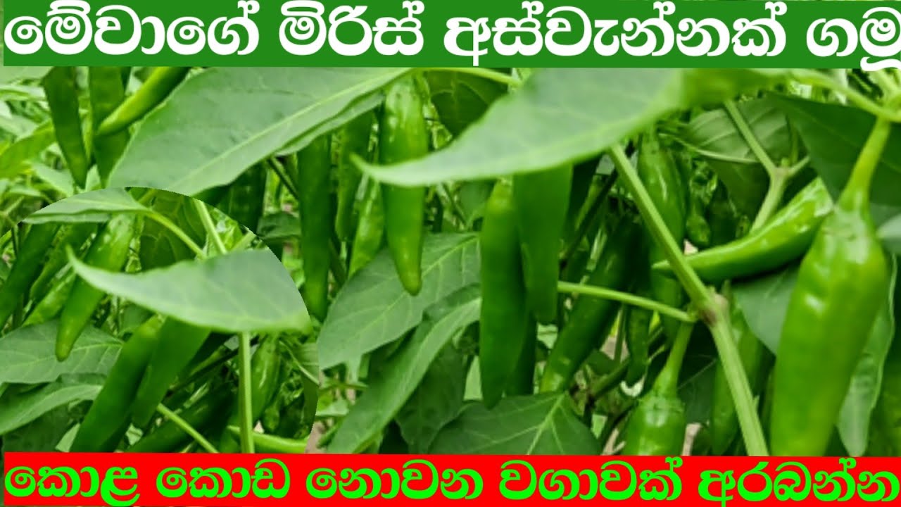 කොළ කොරඩැයි නොවි මිරිස් අස්වැන්නක් ගන්නේ මෙහෙමයි