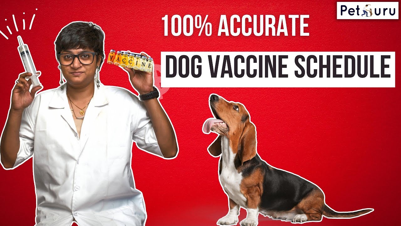 Doctor Explains DOG VACCINATION Schedule in Hindi - complete information