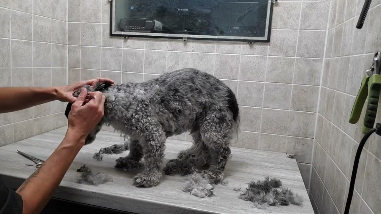 Shaving a dogs face with clippers live video that turned into a full groom!