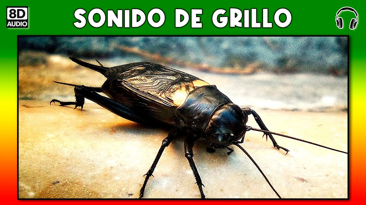 SONIDO DE GRILLO 🦗