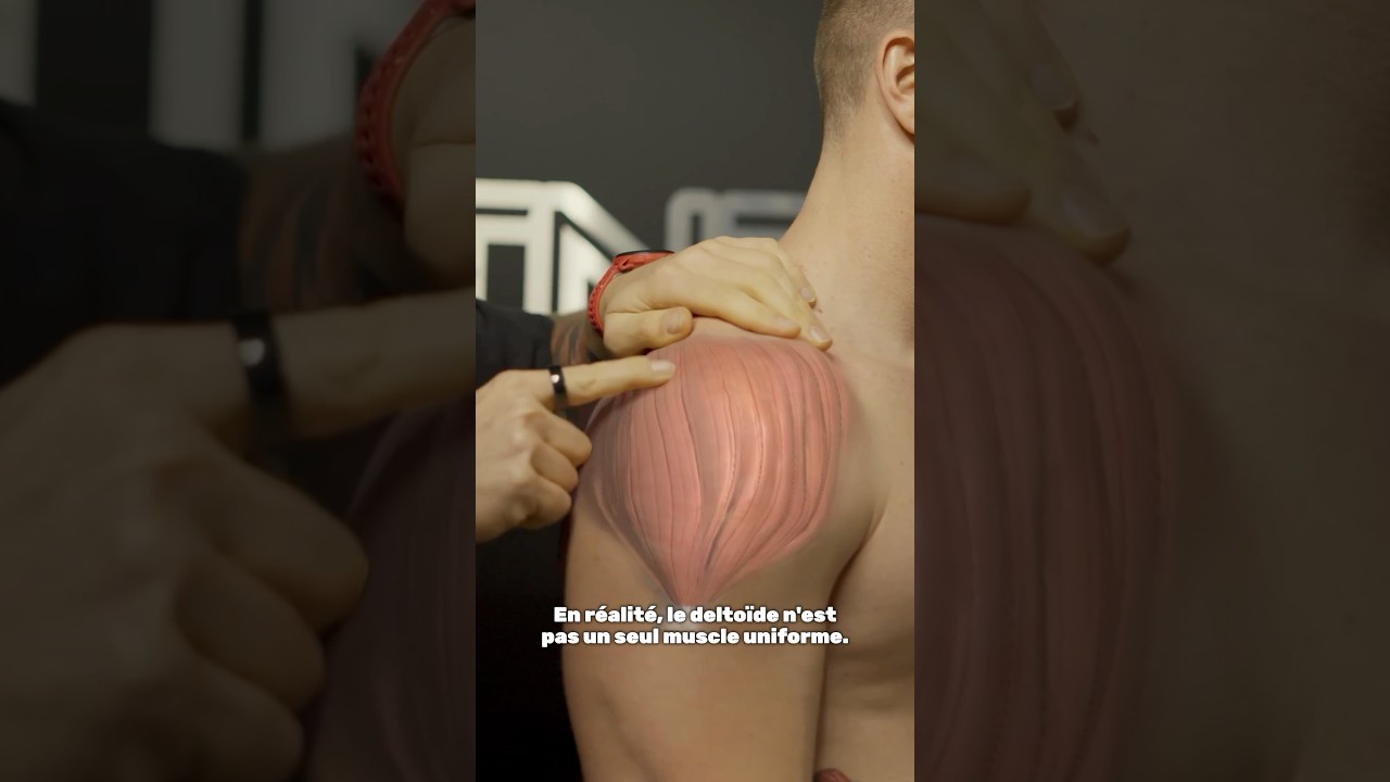 Ce qu&rsquo;on ne m&rsquo;avait JAMAIS DIT sur l&rsquo;ANATOMIE des DELTO&Iuml;DES #&eacute;paule