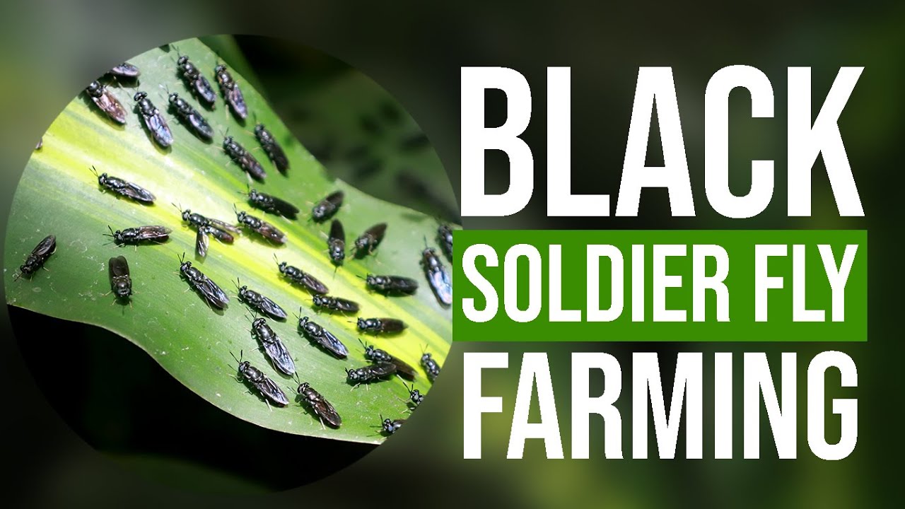 Black Soldier Fly Farming (Tagalog)