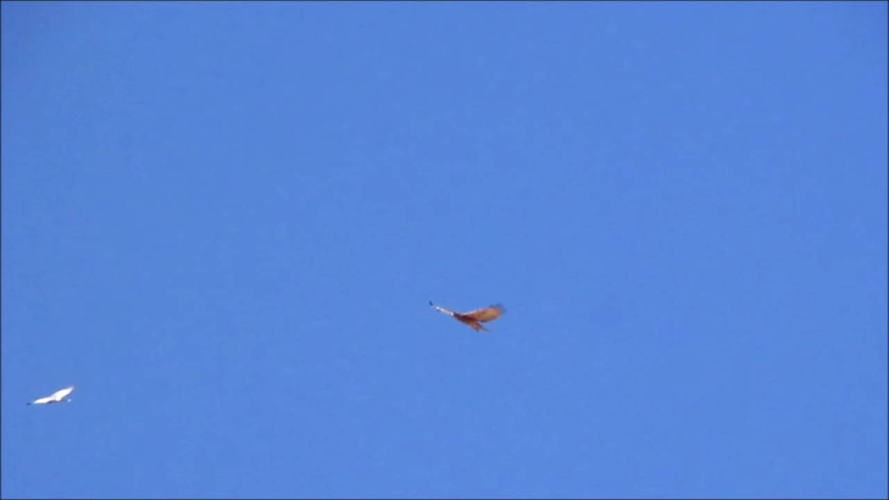 Pale Chanting Goshawks want Eagle to go away