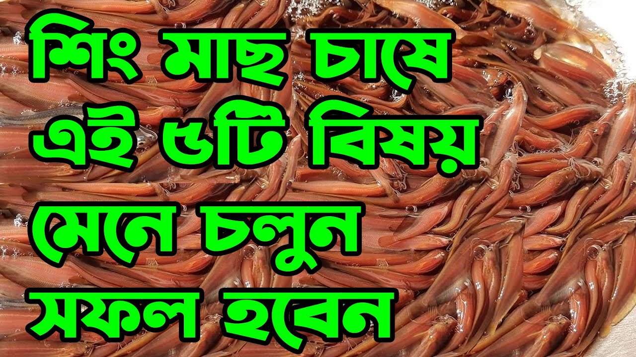 শিং মাছ চাষের গুরুত্বপুর্ন টিপস। যোগাযোগঃ 01741-849470. Stinging Catfish Farming Tips.