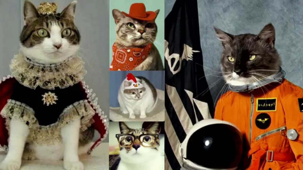 #Pragma Conference 2015 - Sally Shepard - Embracing the Internet of Things for cats