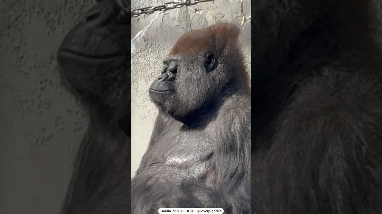強く美しく優しきゴリラ ショウくん Gorilla Shou is strong, magnificent, and gentle #gorilla #ゴリラ #浜松市動物園