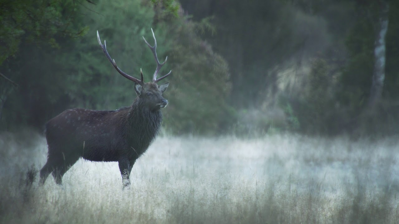Early Morning Sika Stag Roaring!