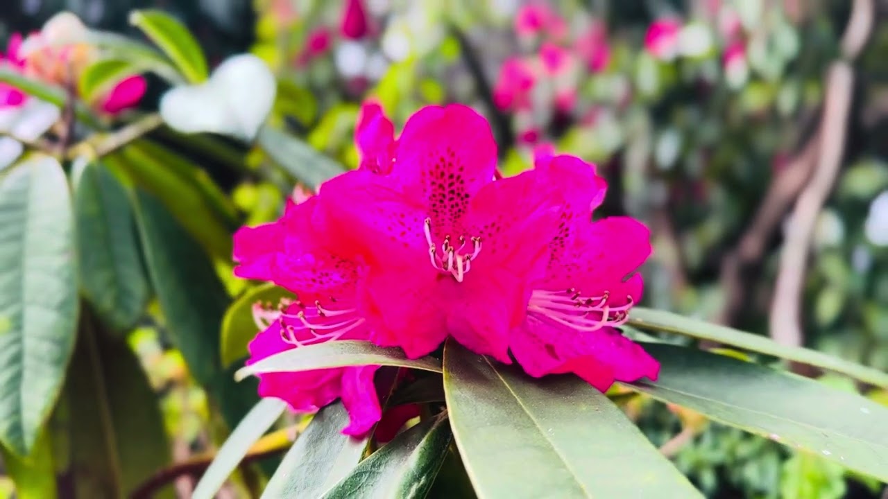 Rhododendron 