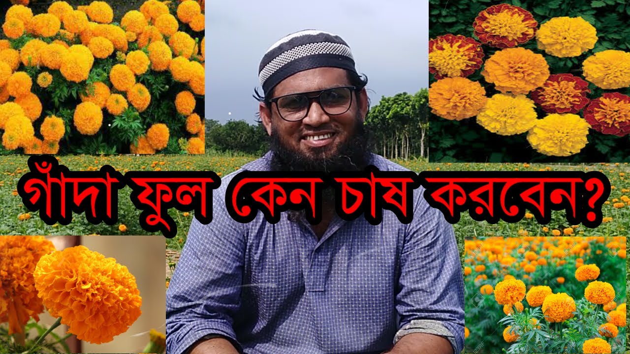 ব্যাপক লাভজনক গাঁদা ফুল চাষ। করোনা পরবর্তী সময়ে গাঁদা ফুল চাষে ভাগ্যবদল তরুণ কৃষি উদ্যেক্তা শাহীনের।