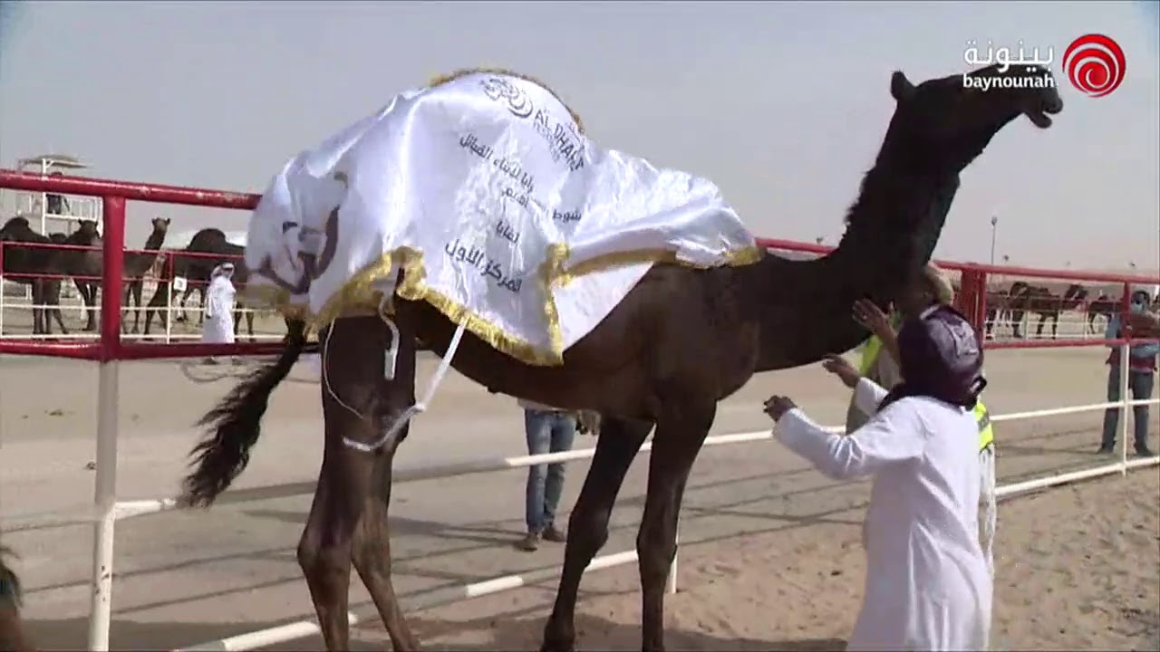 مهرجان الظفرة 2019 - الفترة الصباحية و إعلان نتائج اليوم التاسع