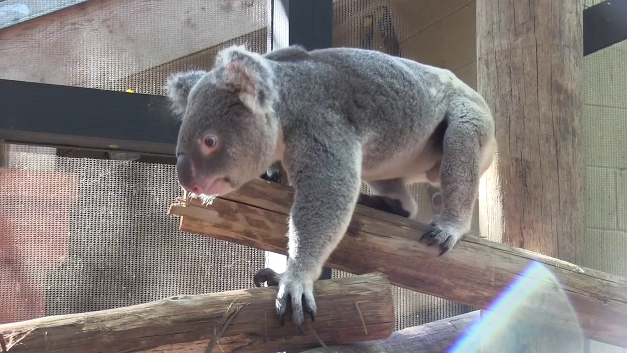 Preparing Zoo Animals for Hurricane Irma