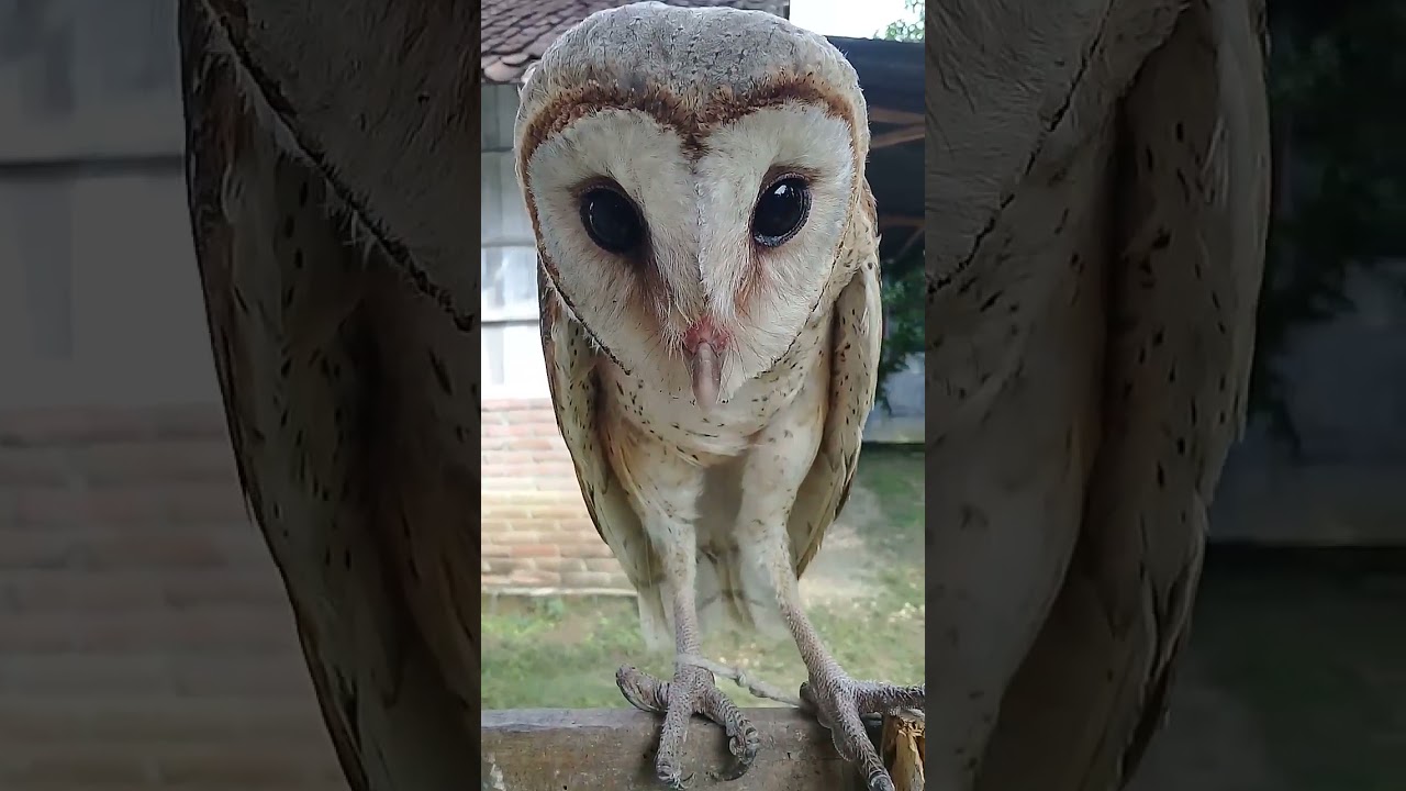 Koko Belok feed short #short