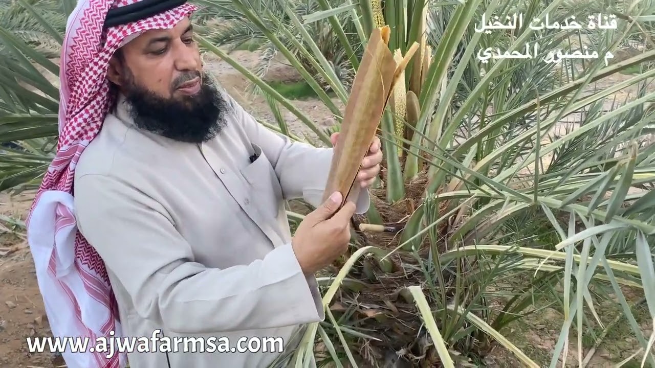 التعريف بمعنى ( والنخل ذات الأكمام ) الواردة بالقرآن الكريم سورة الرحمان وكذلك جف الطلع
