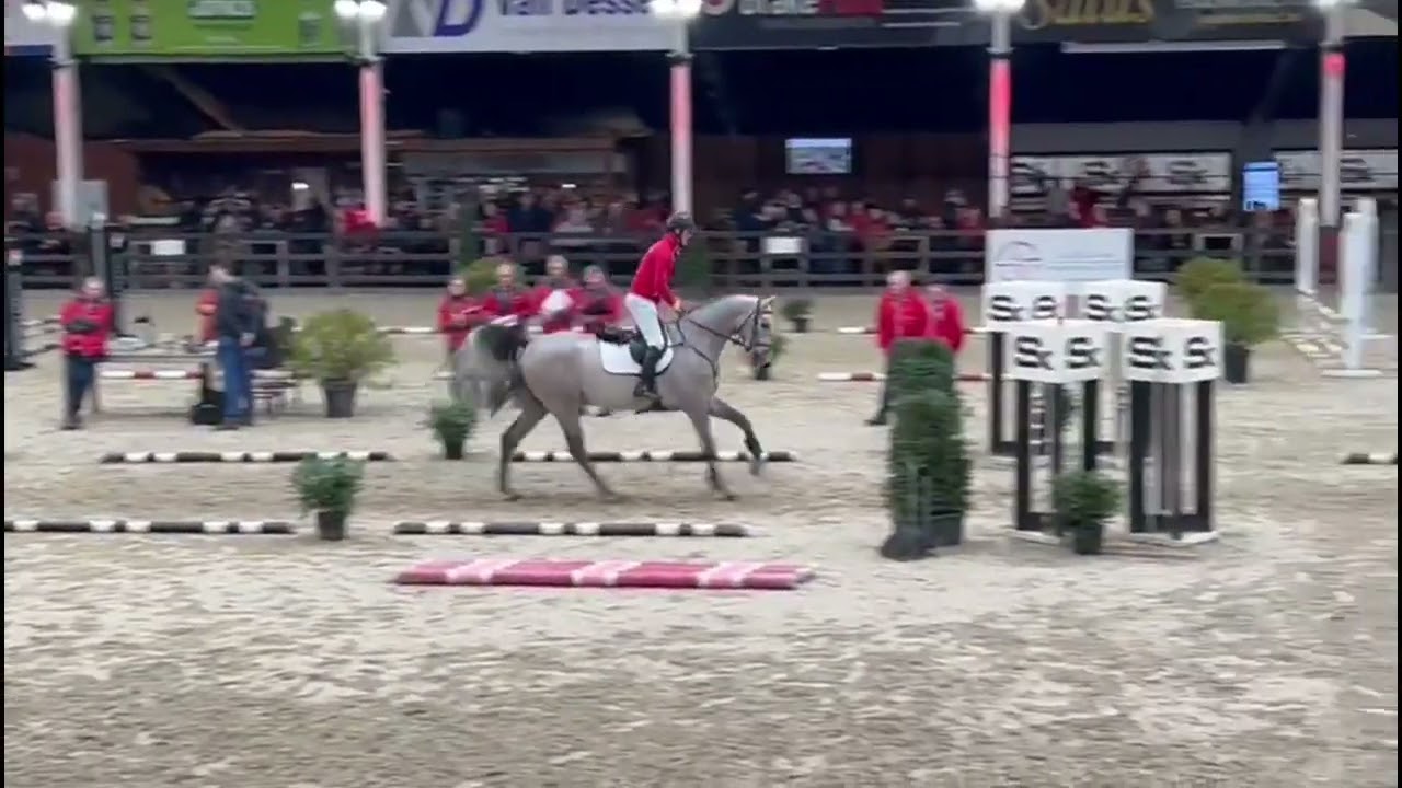 Cayvado 3-jarige BWP gekeurde hengst (v. Cavoiro H x Perigueux) Ter dekking op Roshoeve!