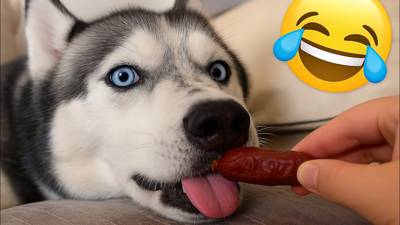 🤣 Постарайтесь не смеяться – Самые смешные собаки и кошки 2025 года 😂 (Невыполнимое испытание!)