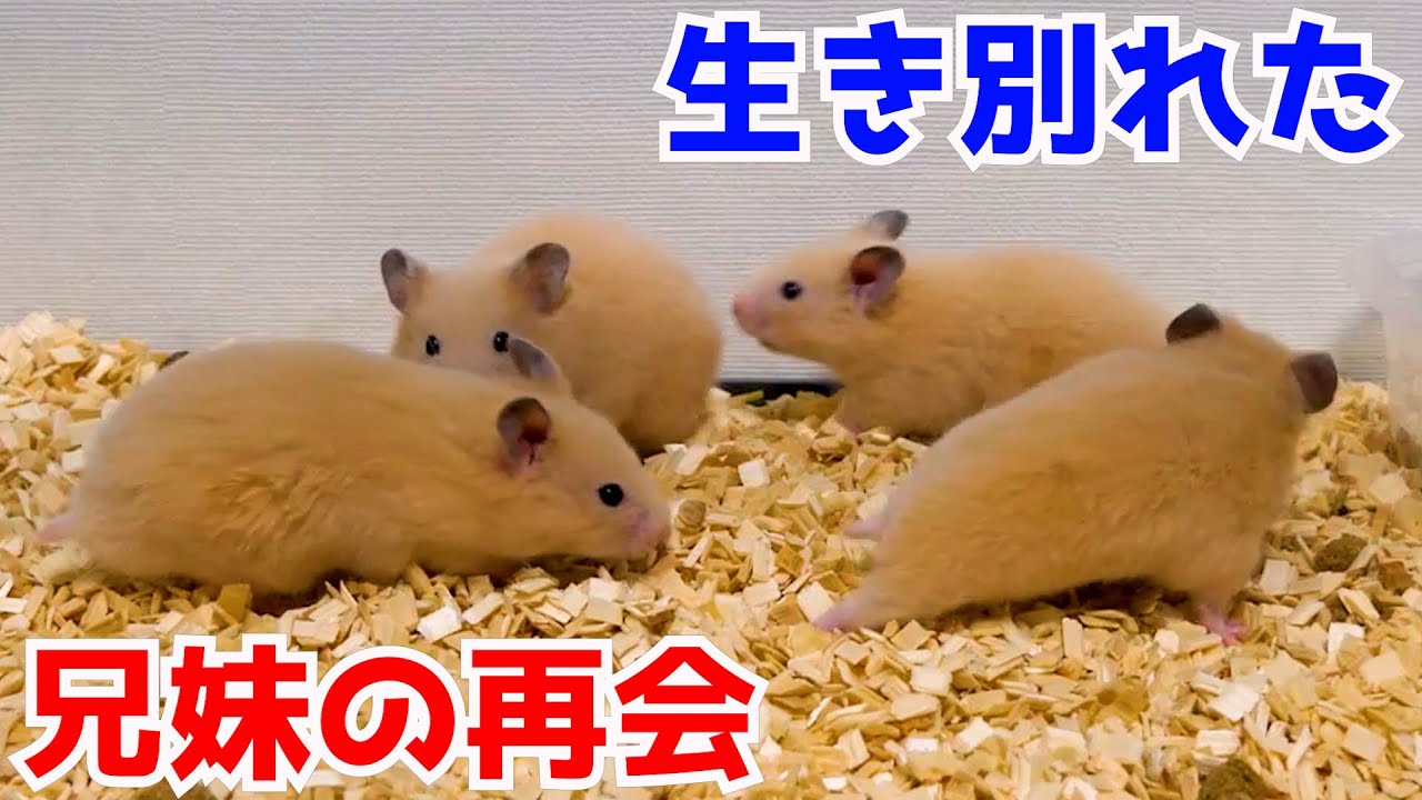 生き別れた兄妹と再会した結果、、、、、