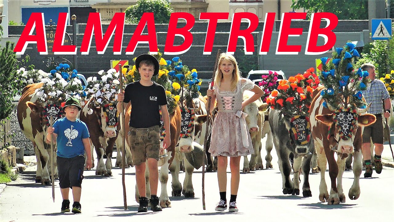 Almabtrieb Kar Hochalm - Kirchberg 2021