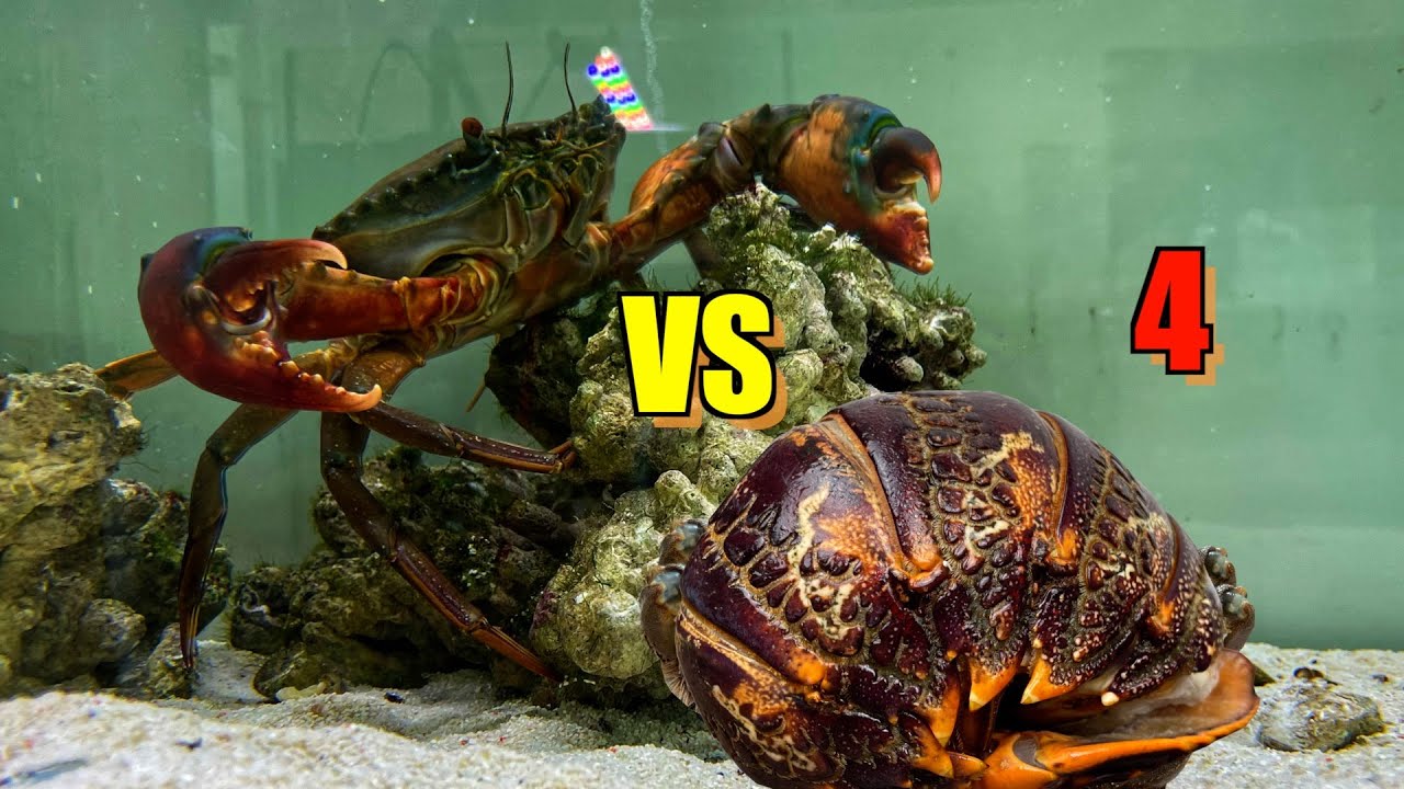 在超市买一只进口青蟹，饲养一个月后发生了什么？｜水族箱｜青蟹｜螃蟹｜海洋生物｜养殖｜海鲜｜动物｜宠物｜榄绿青蟹｜鱼缸