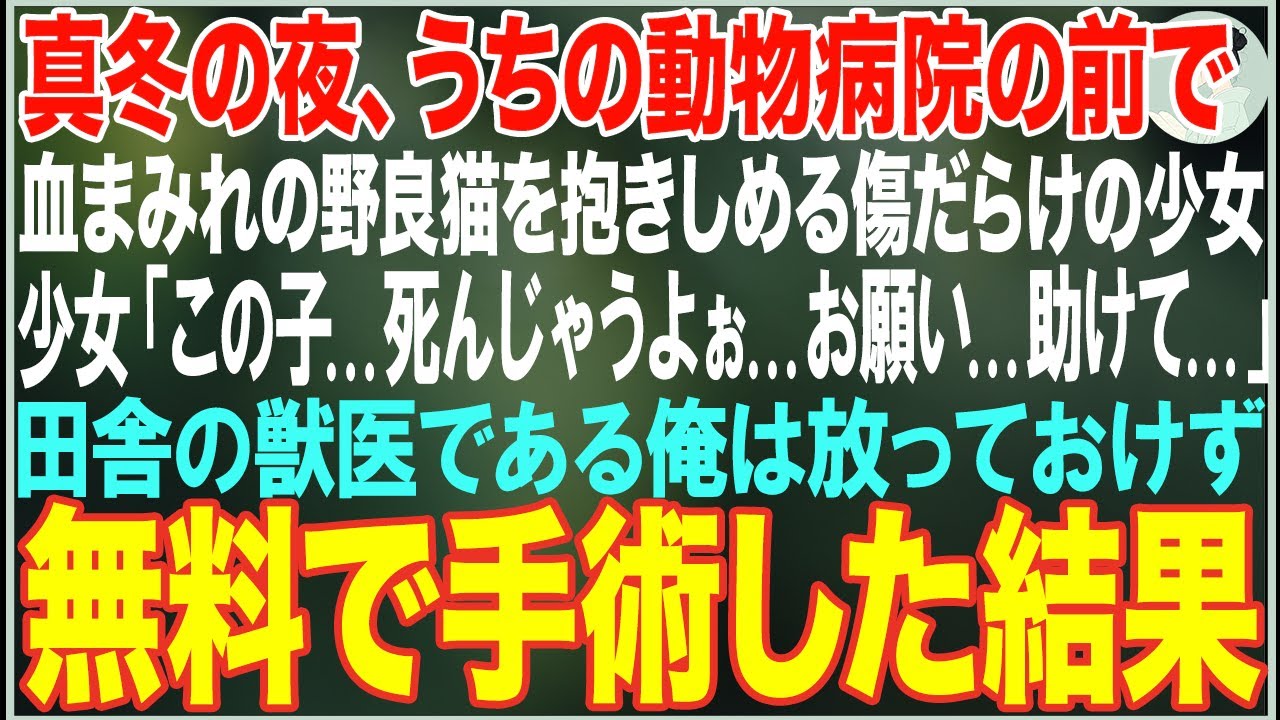 【感動する話】真冬の夜、うちの動物病院の前で傷だらけの野良猫を抱きしめる傷だらけの少女「お願い...この子を助けて...」田舎の獣医である俺は放っておけず無料で手術した結果【朗読・スカッと・泣ける話】