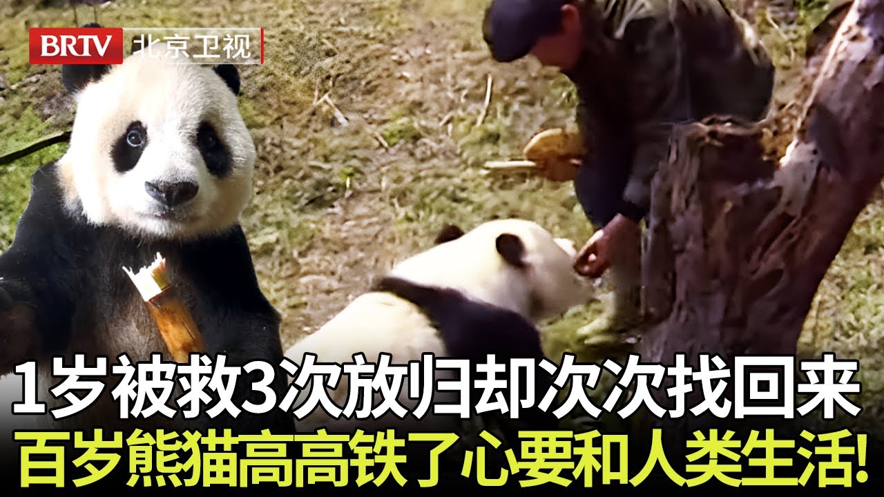 百岁熊猫高高1岁被救助缺半只耳朵，3次放归野外却次次找回救助站，“铁了心要和人类生活在一起” 【熊猫奇遇记】#大熊猫高高 #熊猫奇遇记