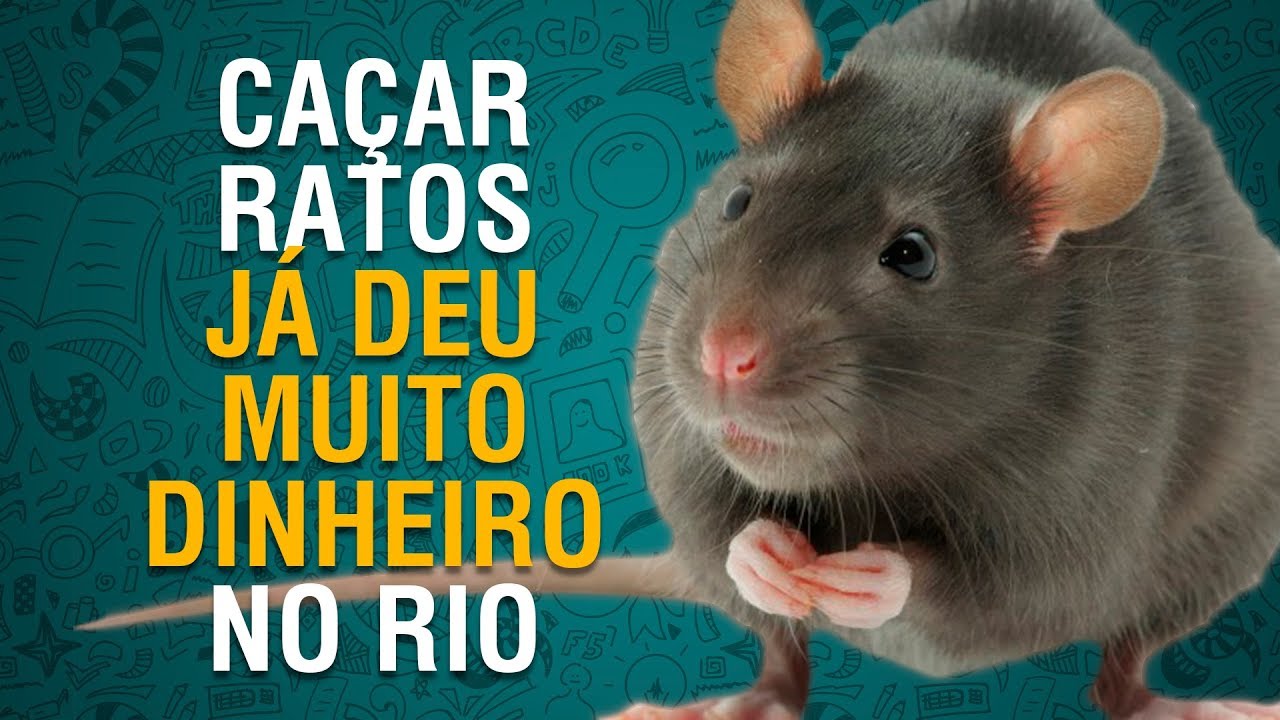 Urgente: Caçar ratos valia uma grana no Rio de Janeiro - Peste Negra - Curiosidade História