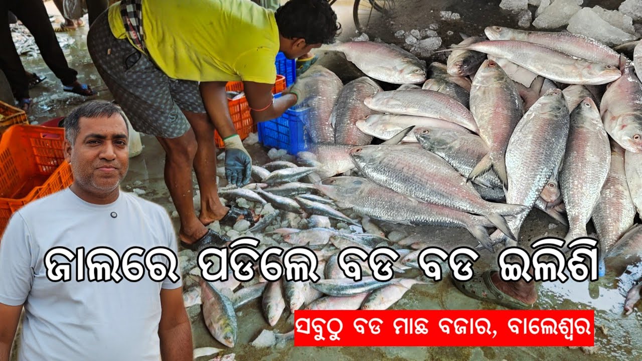 ଜାଲରେ ପଡିଲେ ବଡ ବଡ ଇଲିସି। Big Fish Market Bahabalpur l Dublagadi l Gouranga Nayak Odia Vlogs 