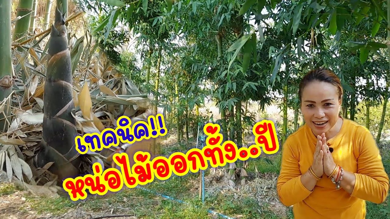เทคนิคทำให้หน่อไม้ออกตลอดทั้งปี!!