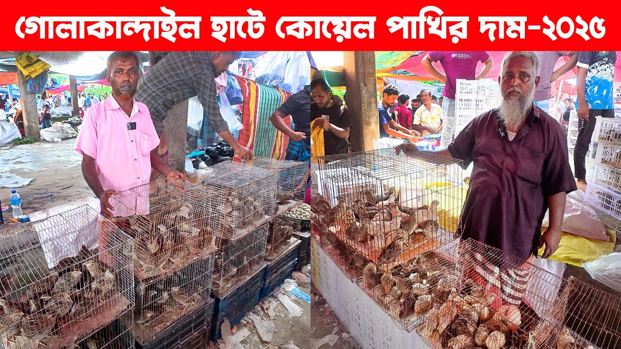 গোলাকান্দাইল হাটে কোয়েল পাখির দাম-২০২৫ | koyel pakhi | Golakandail hat | koyel pakhir dam