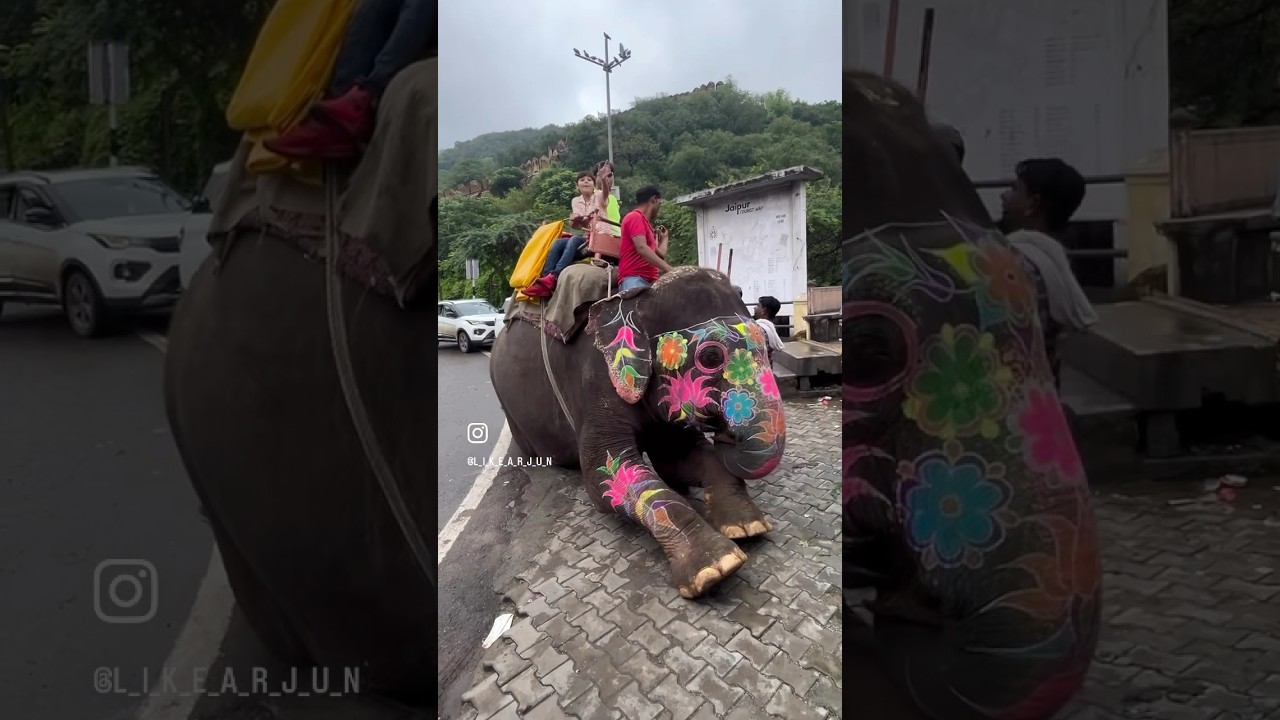 ELEPHANT RIDE ON AMER FORT ROAD, JAIPUR #elephant #jaipur #rajasthan #animals #elephantride #fun