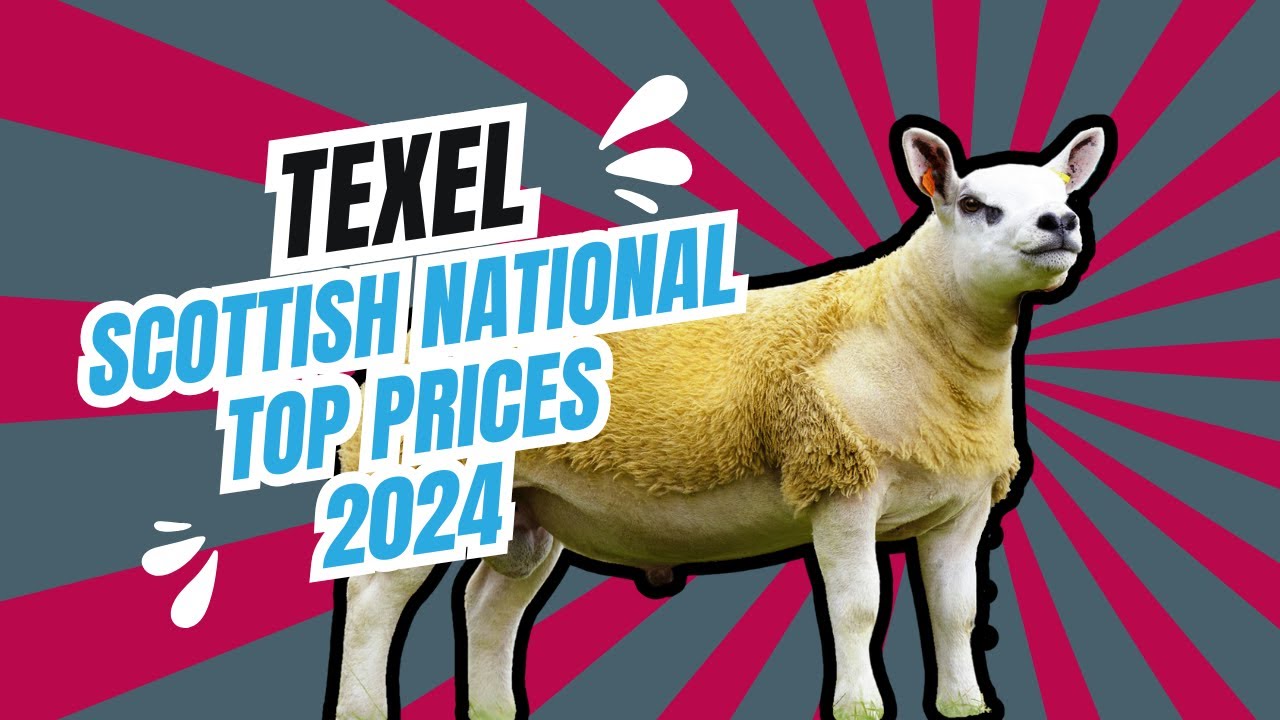 Scottish National Sale 2024 Top Sellers