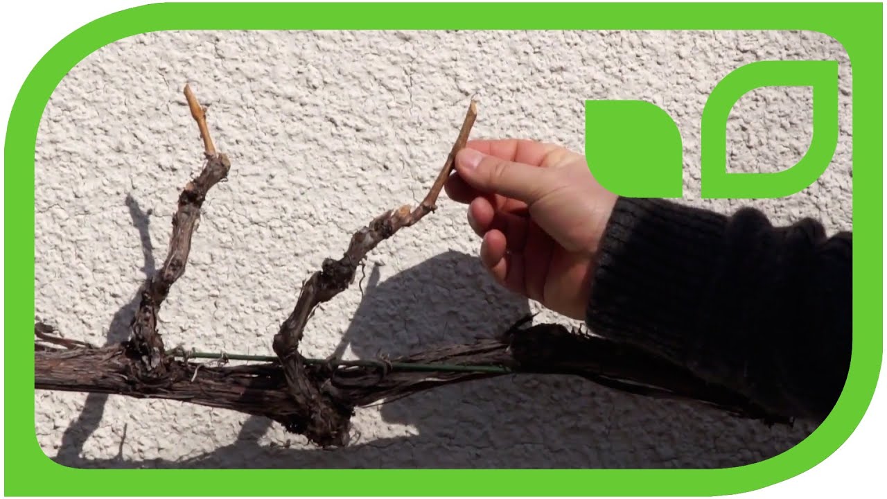 How to prune grapevine on cordon or espalier