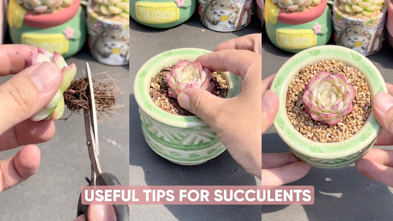 Discover the 5-Minute Trick to Keep Your Succulents Alive | 다육이 | 多肉植物
