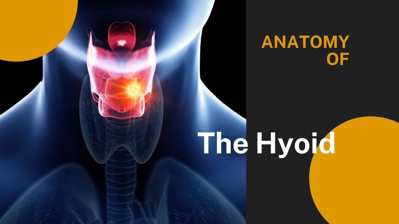Anatomy of the Hyoid