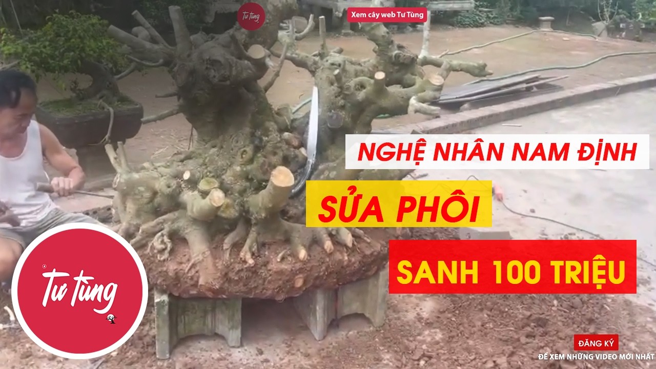 Nghệ nhân cây cảnh Nam Định sửa phôi sanh nam điền giá 100 triệu đồng