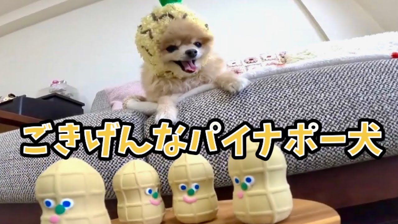 ごきげんなパイナポー