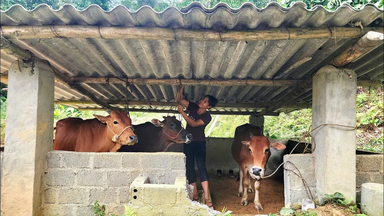 The woman renovated an old pigsty to make a sturdy cowshed.