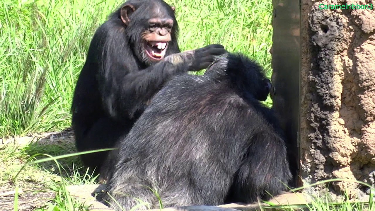 SEP 2014 Tama zoo chimps, Max is frustrated that Kenta has taken his juice