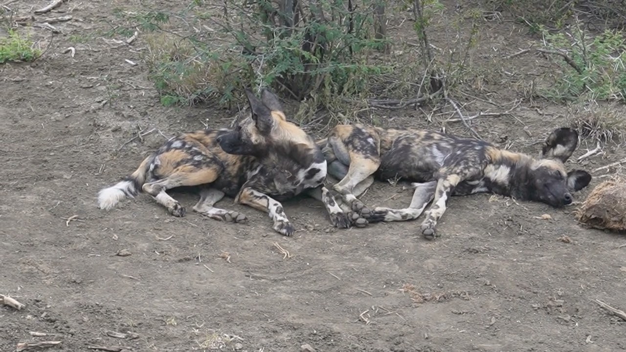 Spirit of Madikwe - Video #safari: Wilddogs