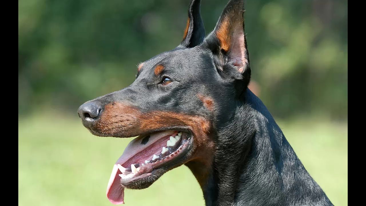DOGS BARKING : DOBERMAN Barking Sound 2019