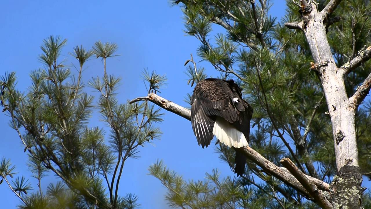 EAGLE TURNS HER HEAD A FULL 180 DEGREES