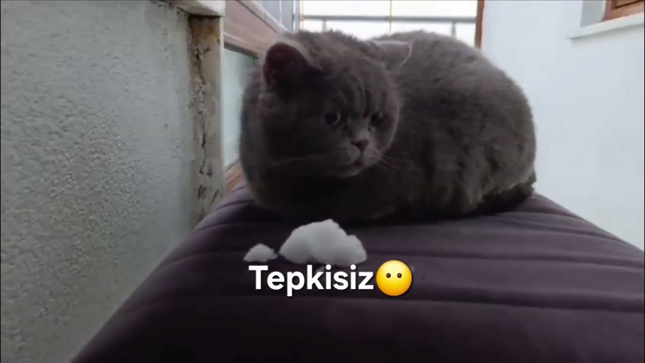 Paşaya Kar Gösteriyoruzz🤍🐈‍⬛(100 aboneye az kaldı desteğiniz için teşekkürler💝)