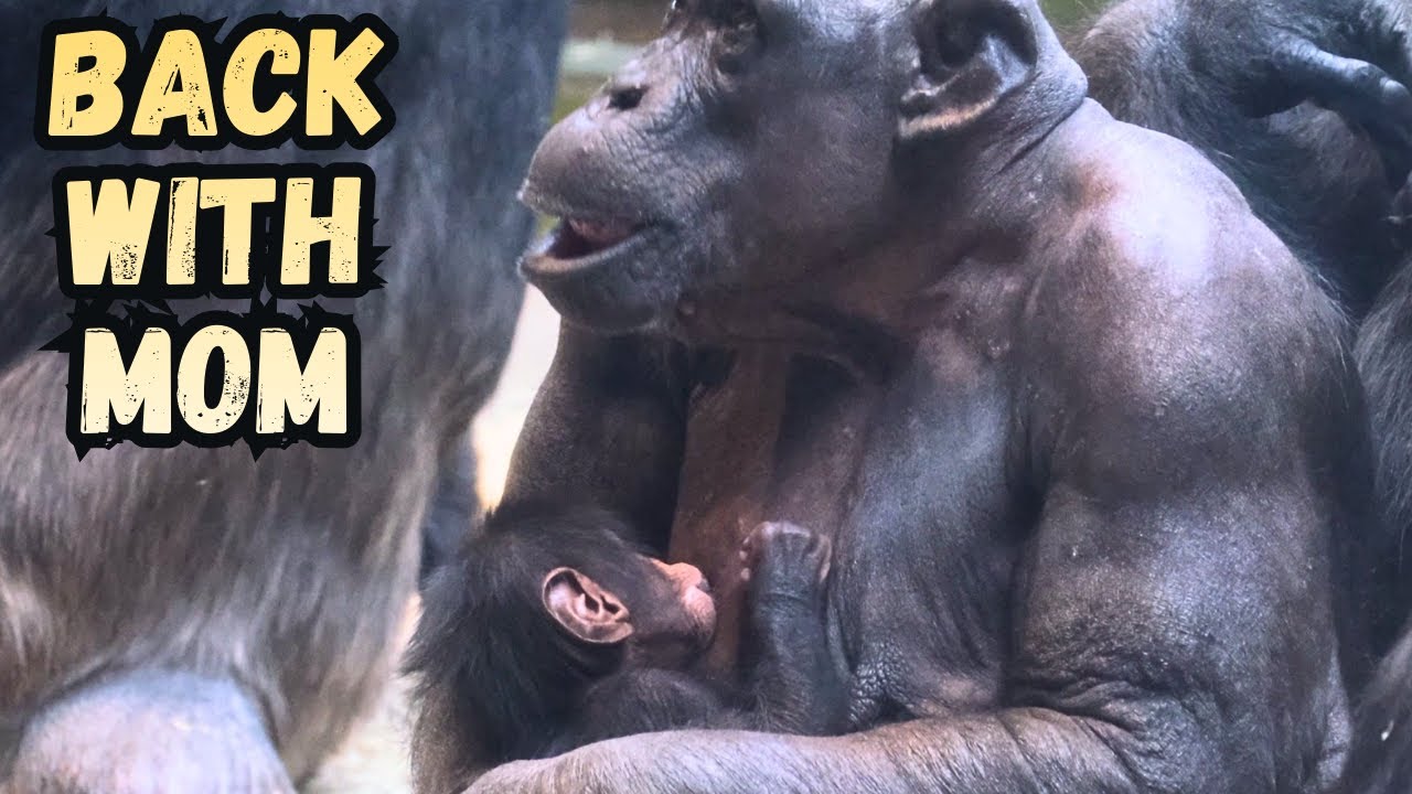 Chester Zoo Newborn Baby Chimpanzee Back With Mom For a Feed