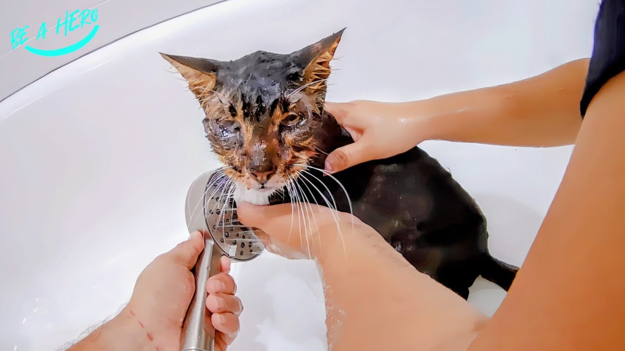 Мы нашли нашего кота Дина, но он в ужасном состоянии.