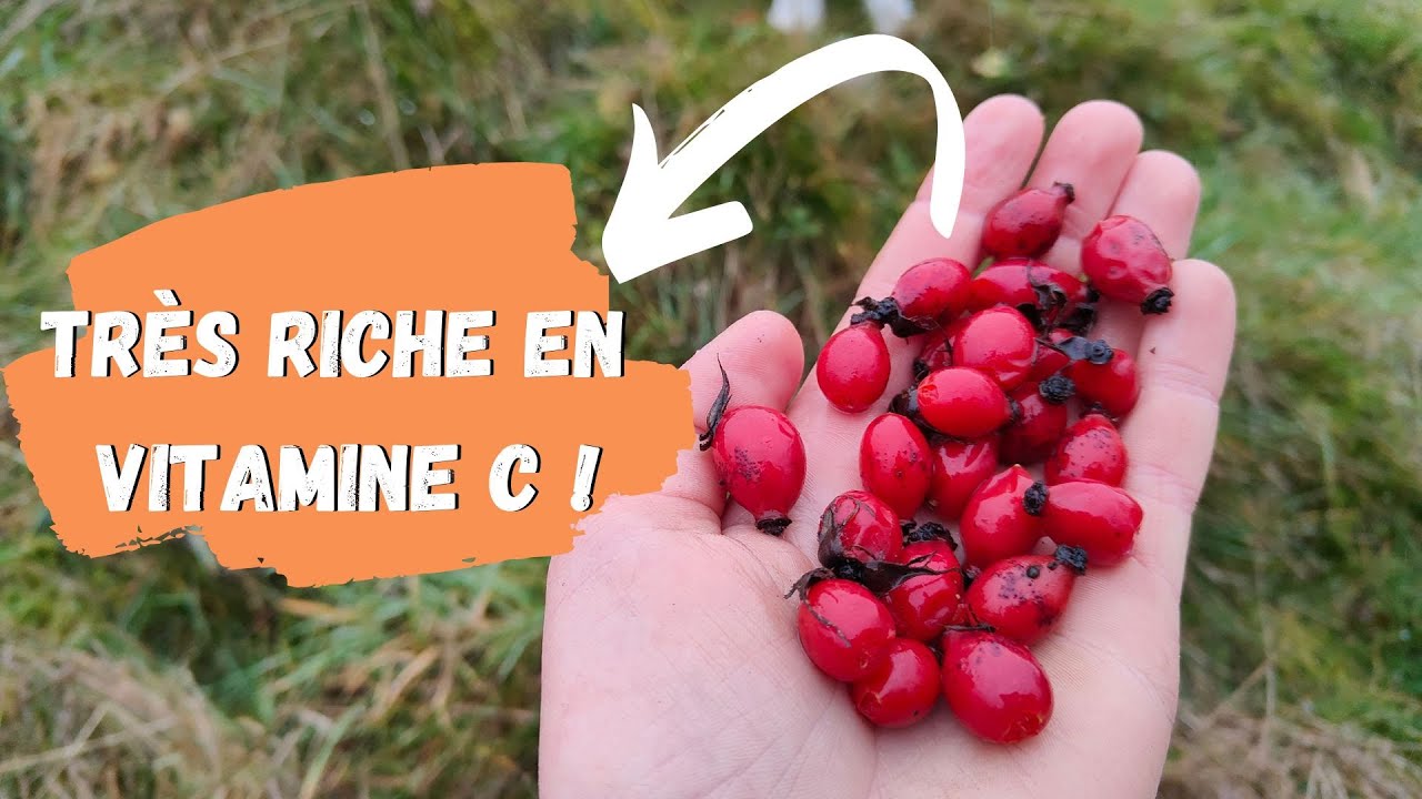 L'églantier, DÉLICIEUX et très riche en vitamines C !