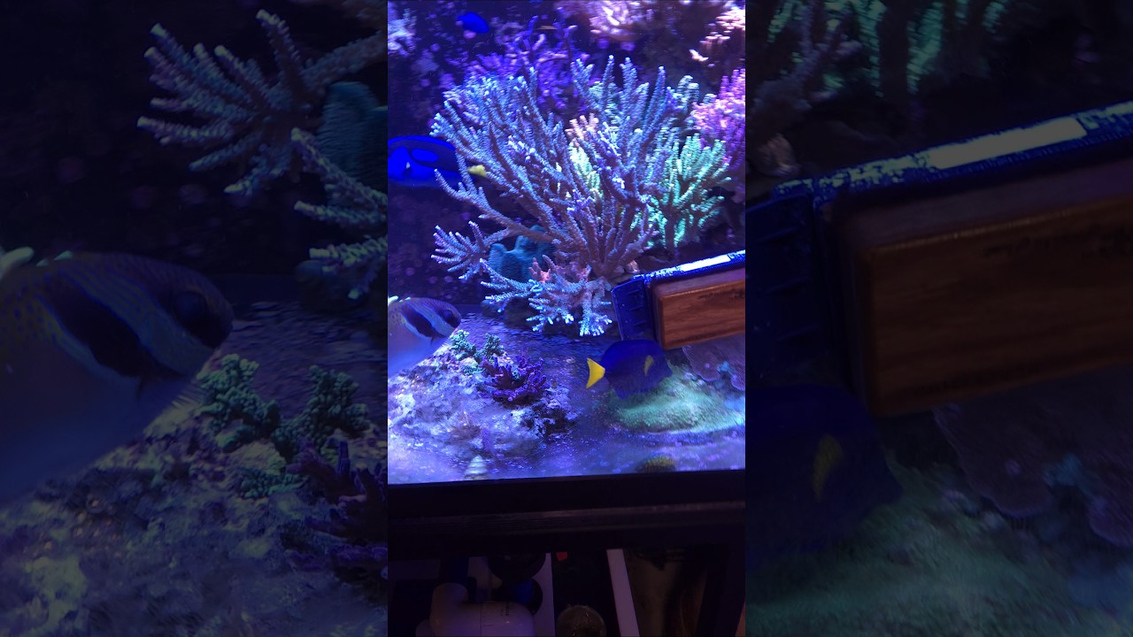 Breaking corals growing into the front glass of the 300 gallon reef