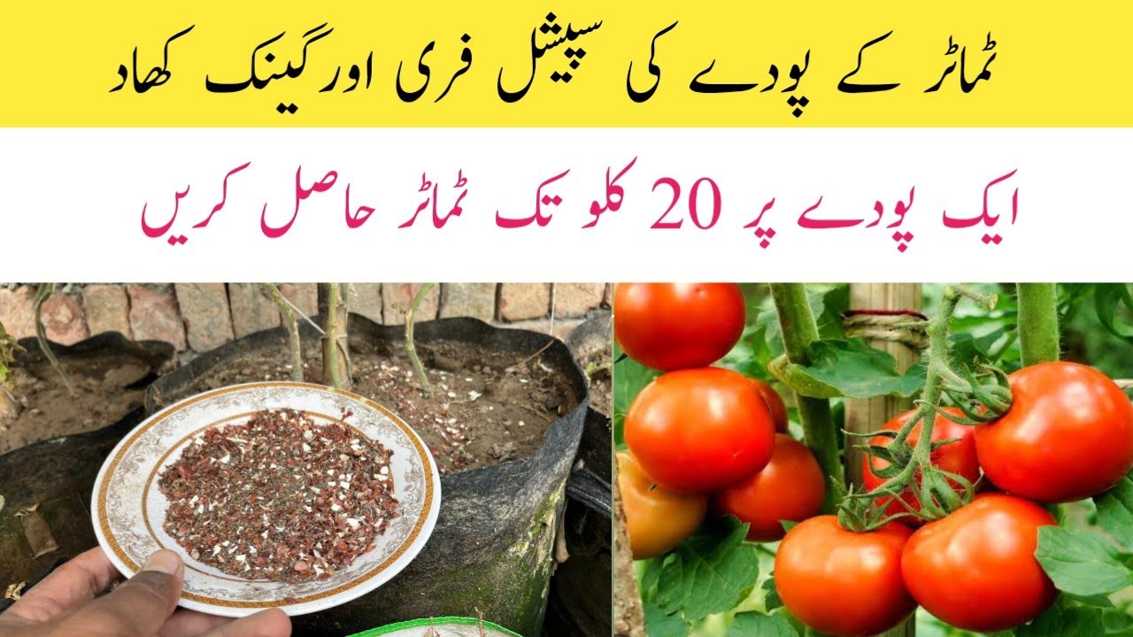 Best homemade fertilizer for tomato plants || Sirf 1 chamach se pode tamater se bharen.