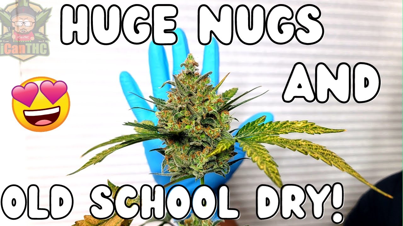 FAT NUGS! 🔥 HARVESTING GORILLA COOKIES AUTO by 420 FAST BUDS the Old School Way!