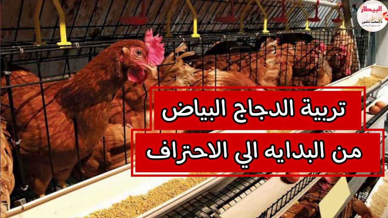 تربية الدجاج البياض من الألف الي الياء 🐣🐥🐤🐔🦃