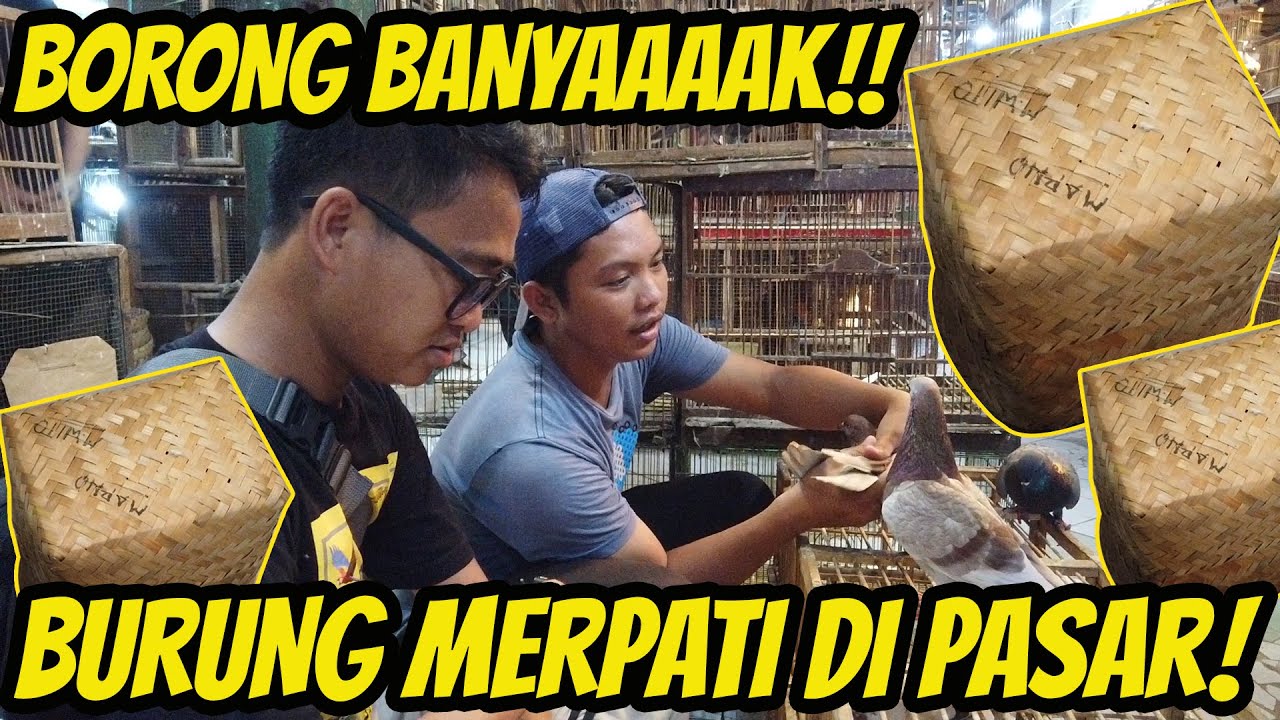 BELI BURUNG MERPATI DI PASAR BURUNG PRAMUKA | LANGSUNG BORONG BANYAAAAK