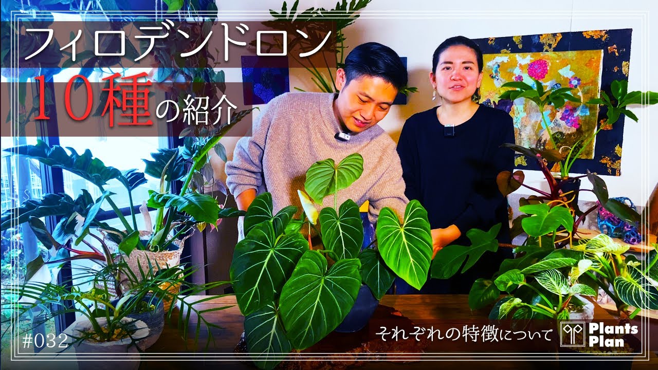 #032 【植物紹介】フィロデンドロン 10種の紹介 (可愛すぎる！それぞれの特徴について)
